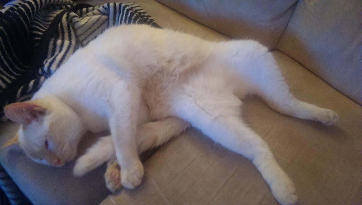 Blanding af racer Gustav  billede 3