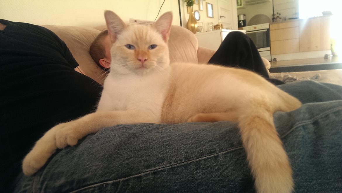 Blanding af racer Gustav  billede 4