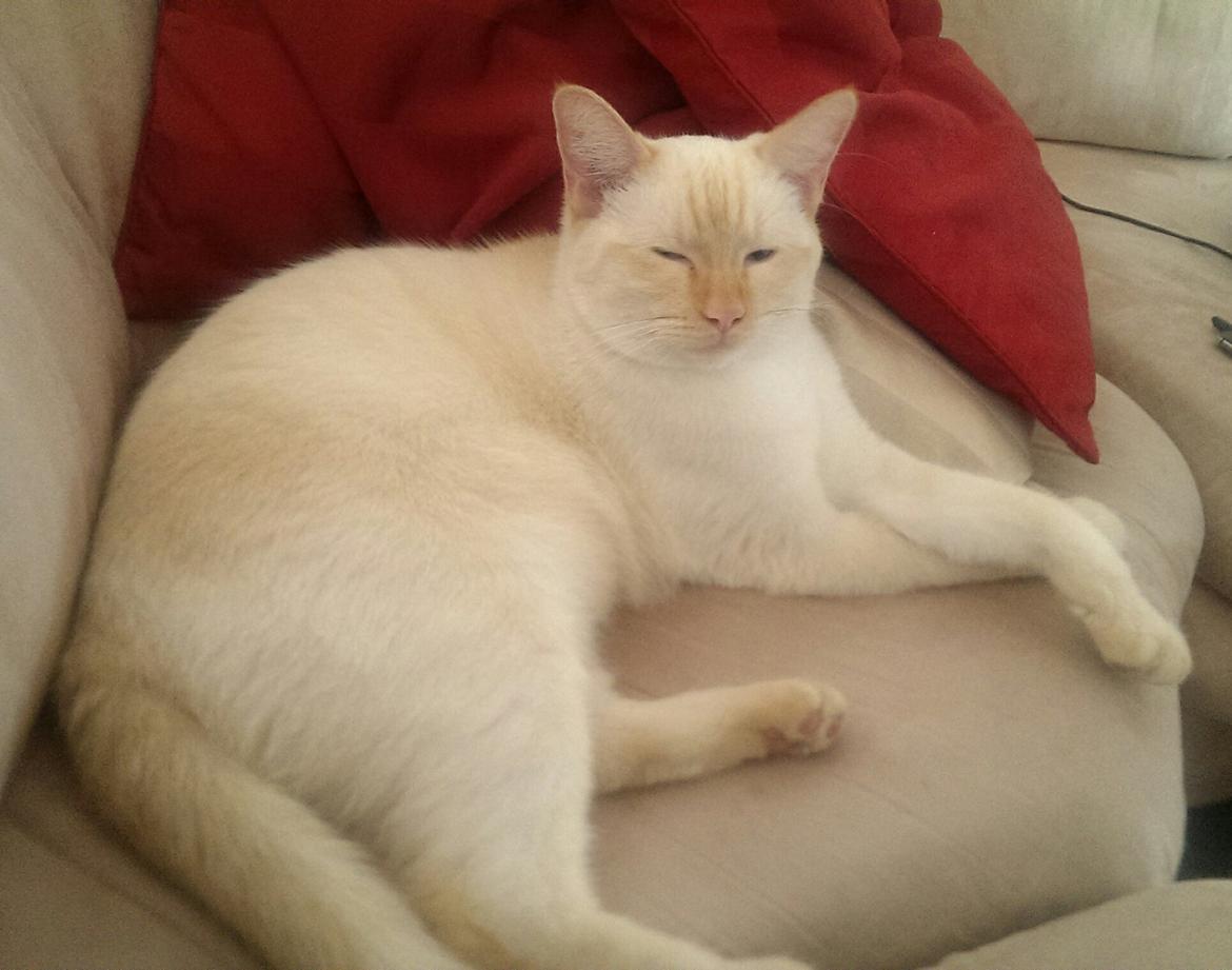 Blanding af racer Gustav  billede 1