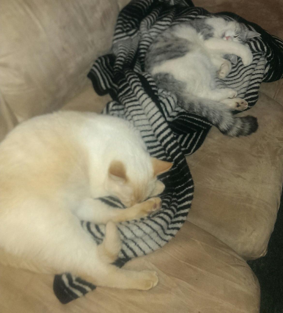 Huskat Bobo (luckyguy)  billede 3