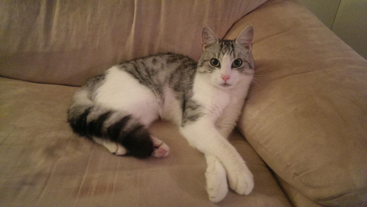 Huskat Bobo (luckyguy)  billede 1