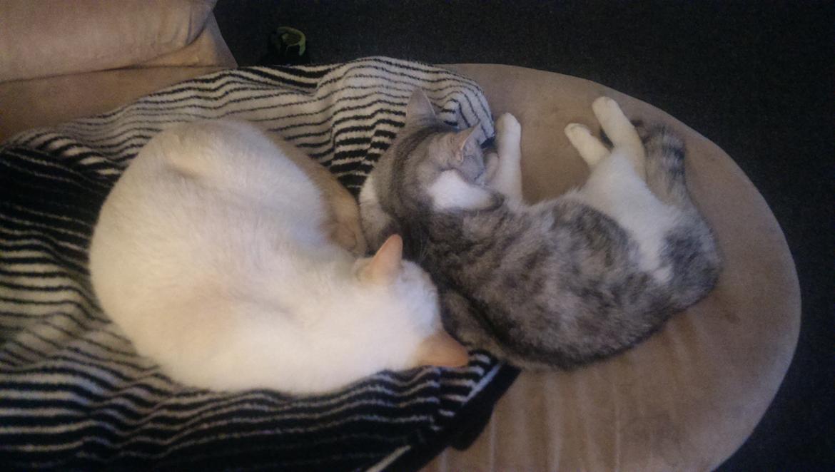 Huskat Bobo (luckyguy)  billede 2