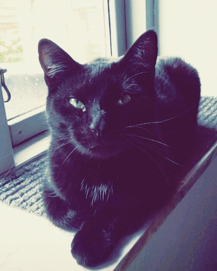 Huskat Batman billede 1