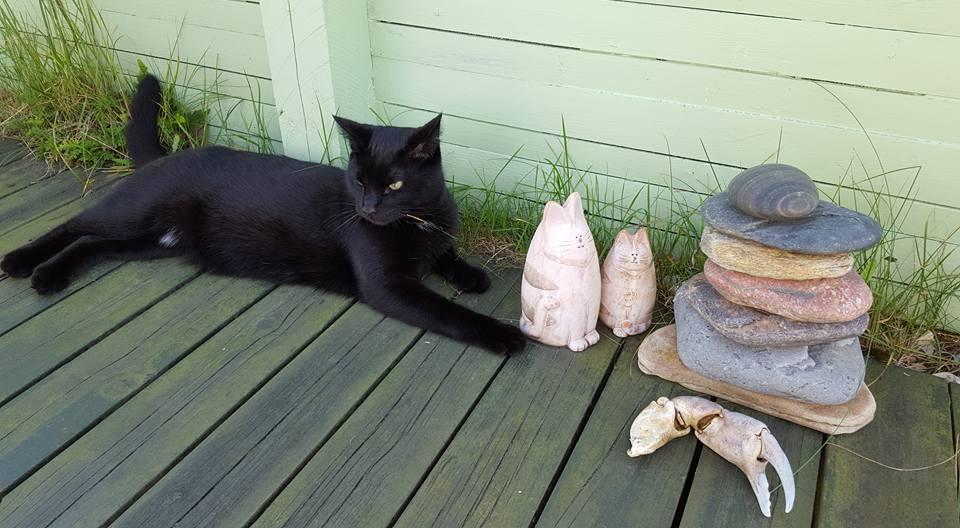 Huskat Batman billede 2