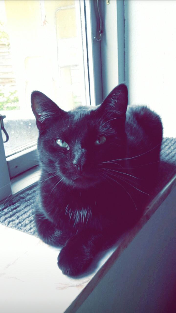 Huskat Batman billede 5