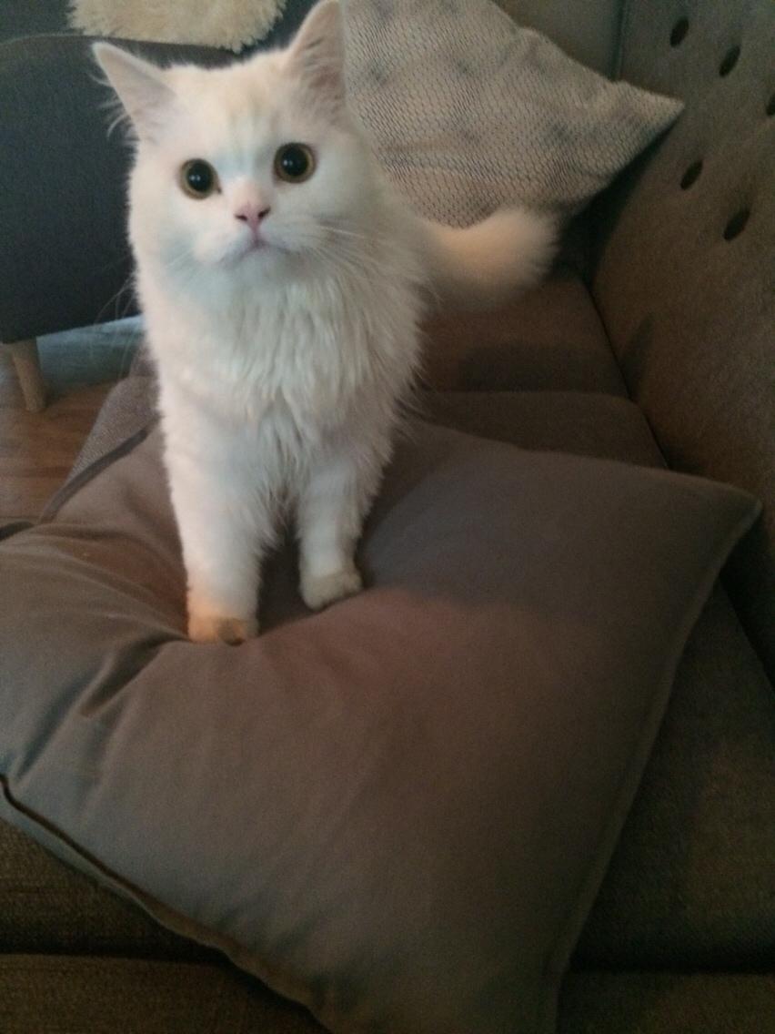 Blanding af racer Aya Dobbo (Kaldet Aya) billede 2