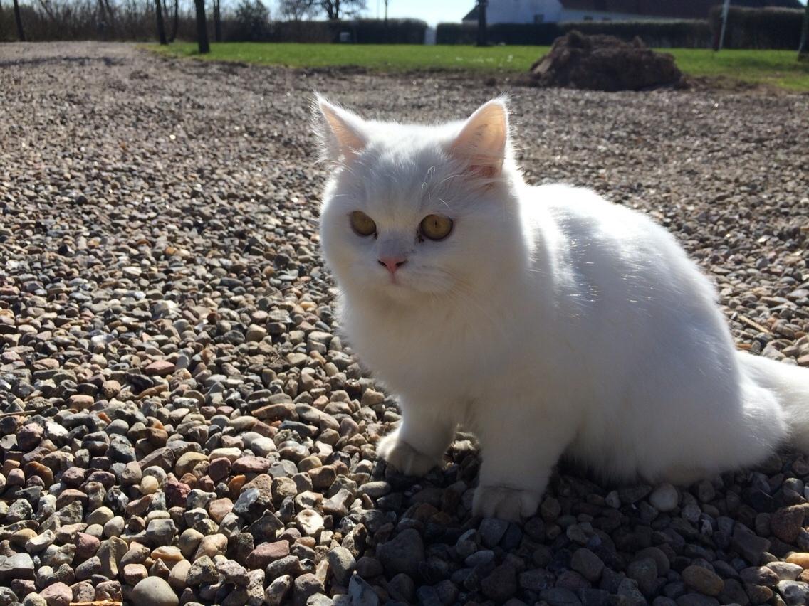 Blanding af racer Aya Dobbo (Kaldet Aya) billede 1