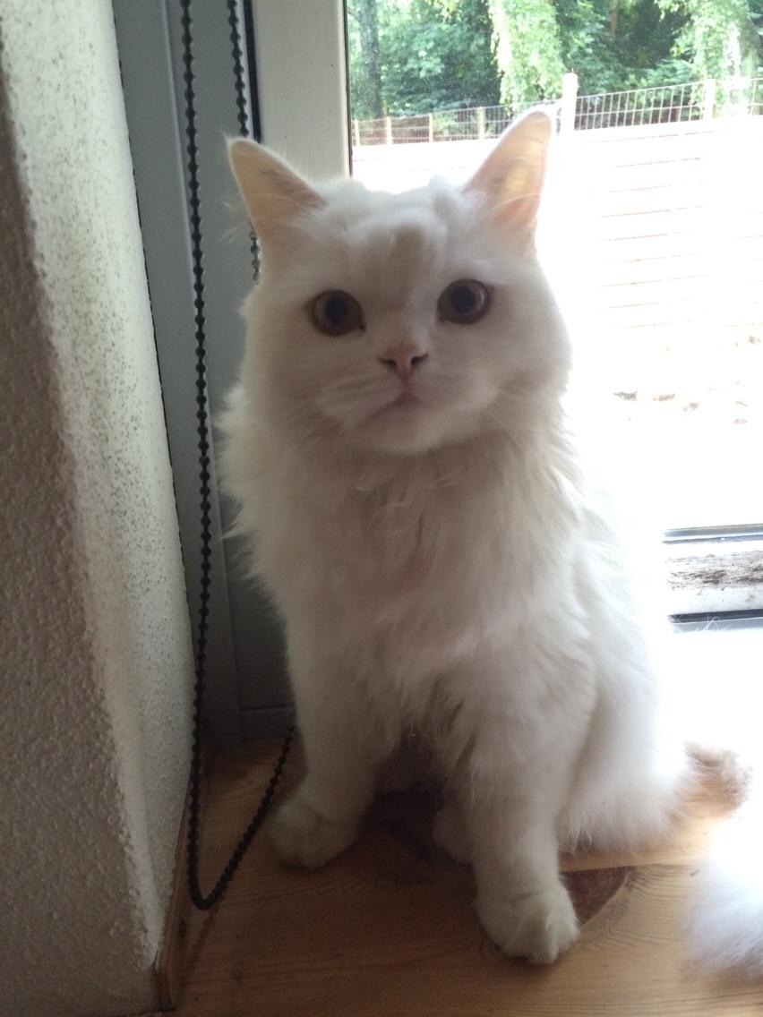 Blanding af racer Aya Dobbo (Kaldet Aya) billede 3