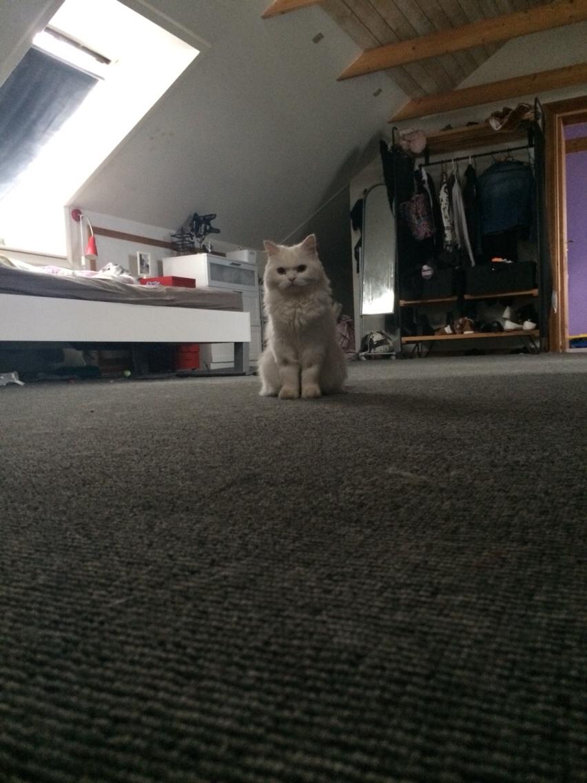 Blanding af racer Aya Dobbo (Kaldet Aya) billede 4