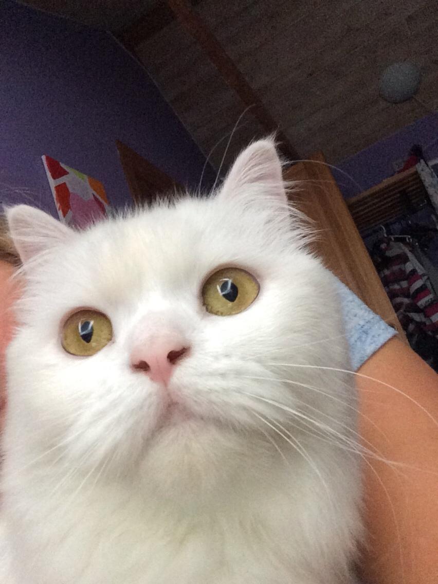 Blanding af racer Aya Dobbo (Kaldet Aya) billede 5