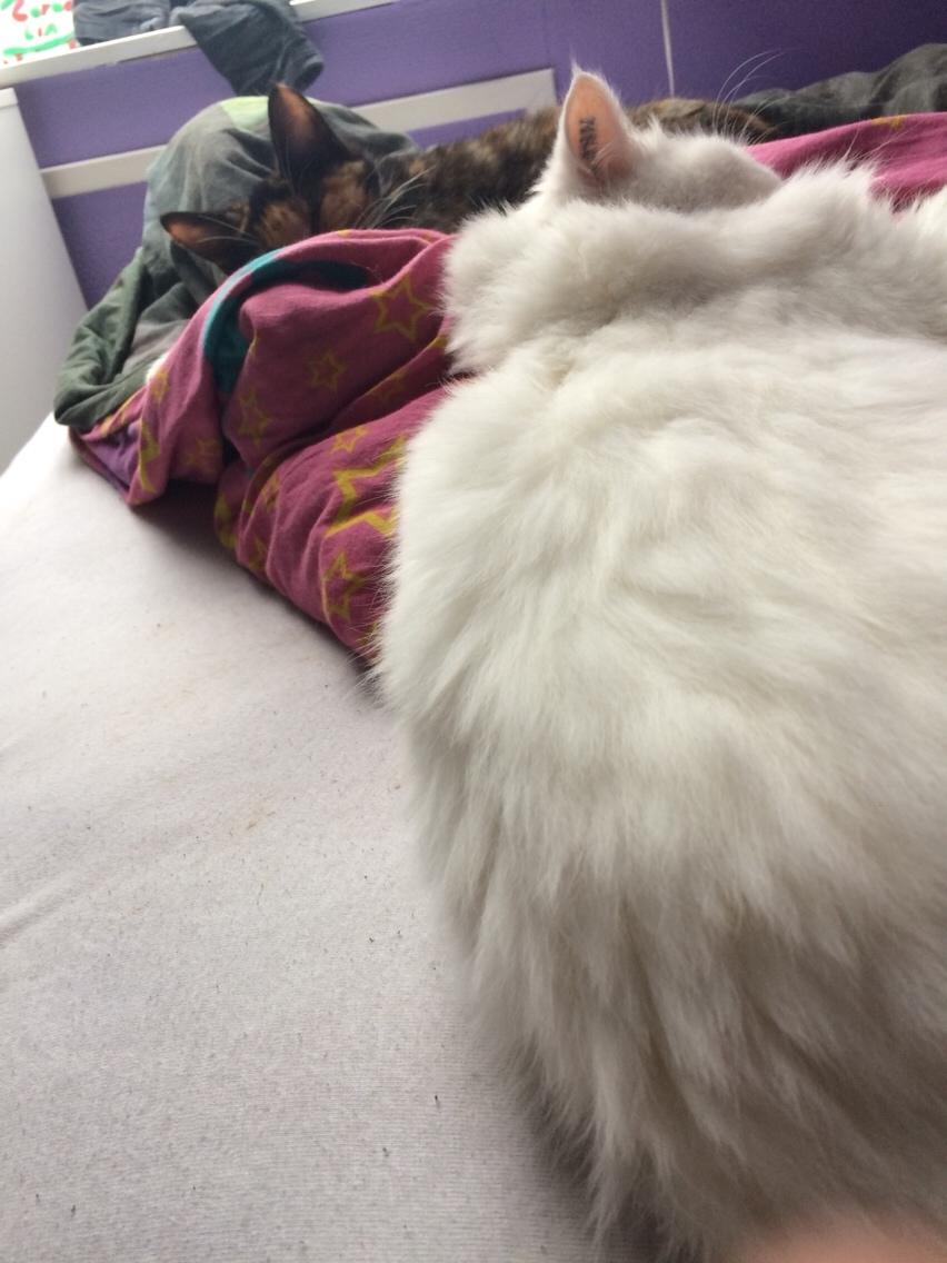 Blanding af racer Aya Dobbo (Kaldet Aya) billede 6