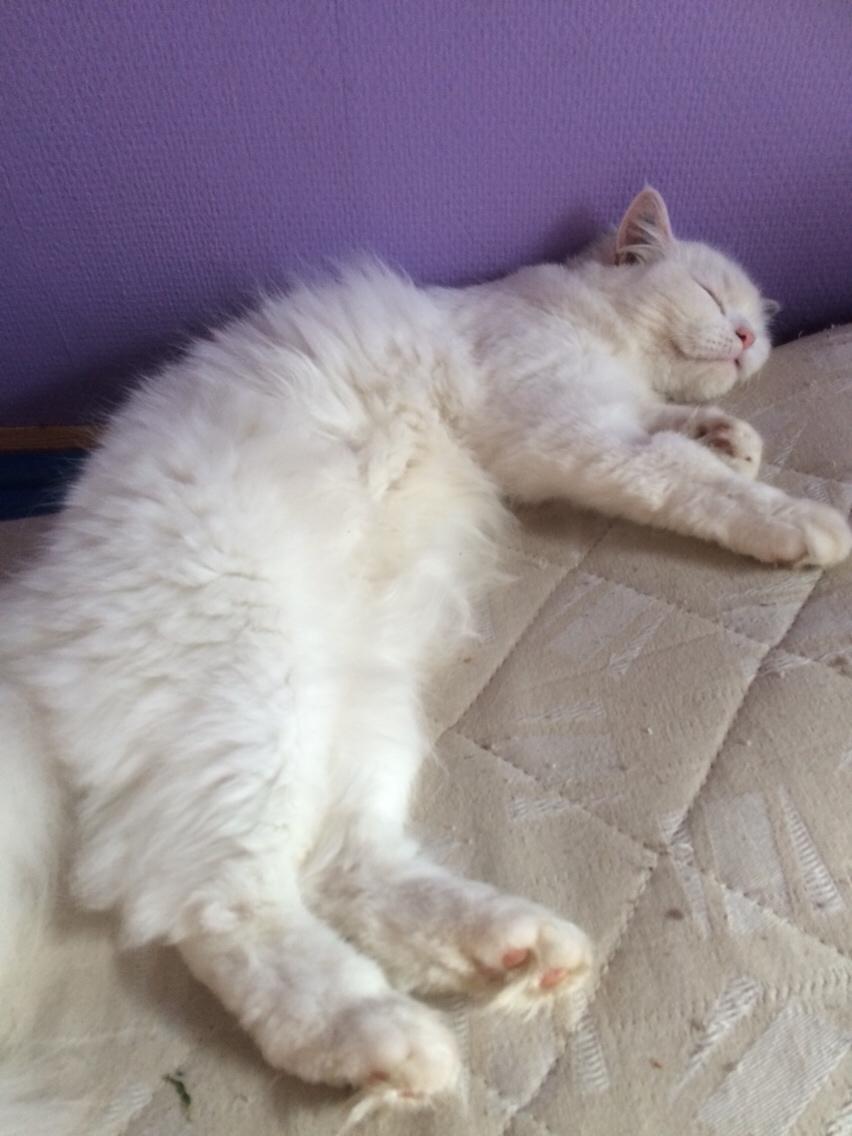 Blanding af racer Aya Dobbo (Kaldet Aya) billede 7