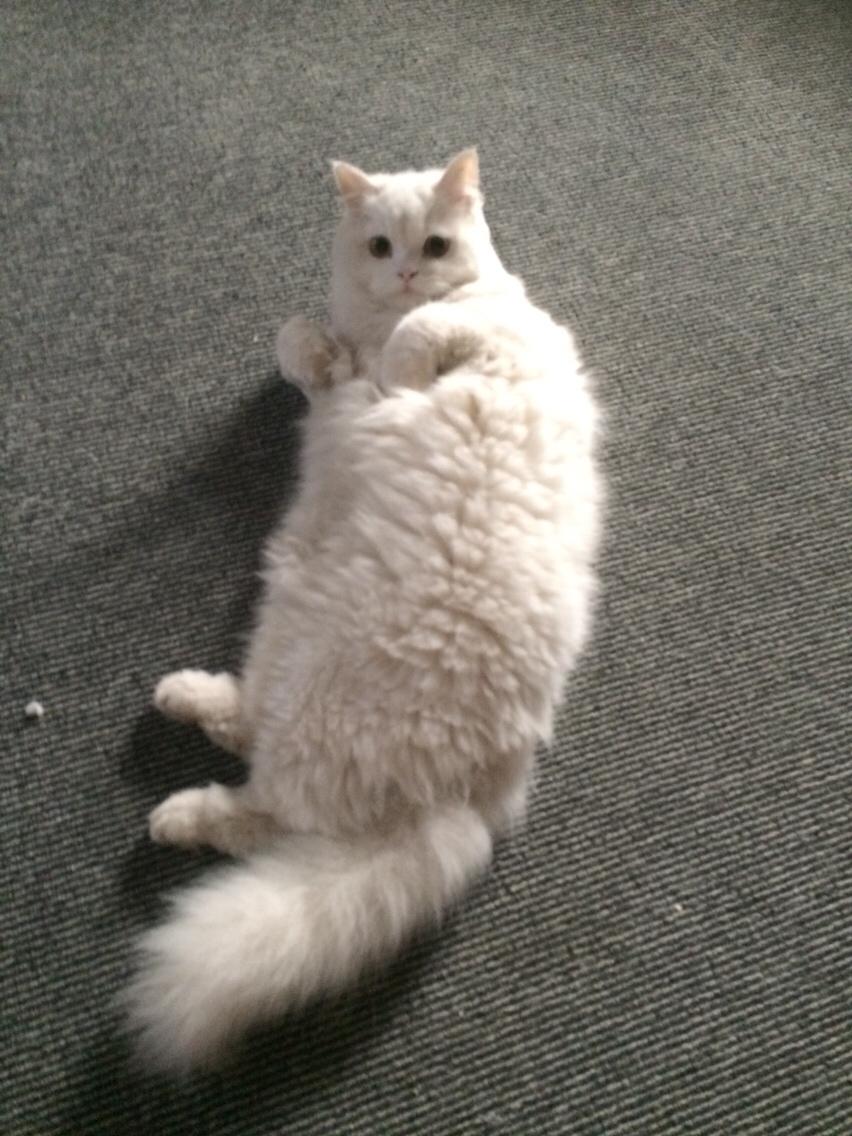 Blanding af racer Aya Dobbo (Kaldet Aya) billede 8