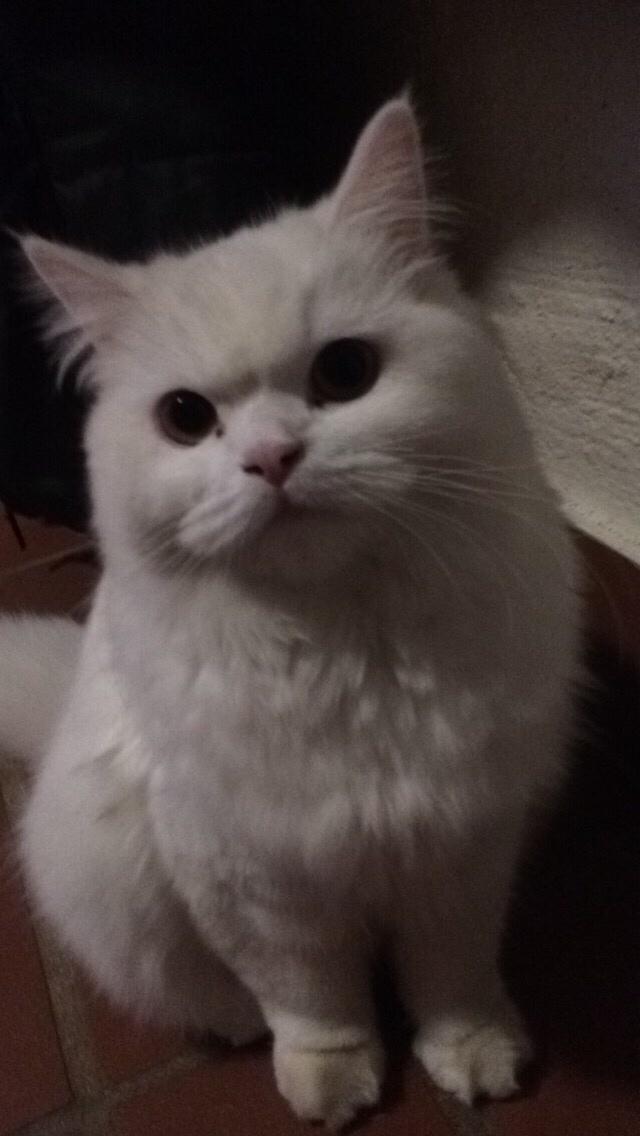 Blanding af racer Aya Dobbo (Kaldet Aya) billede 9