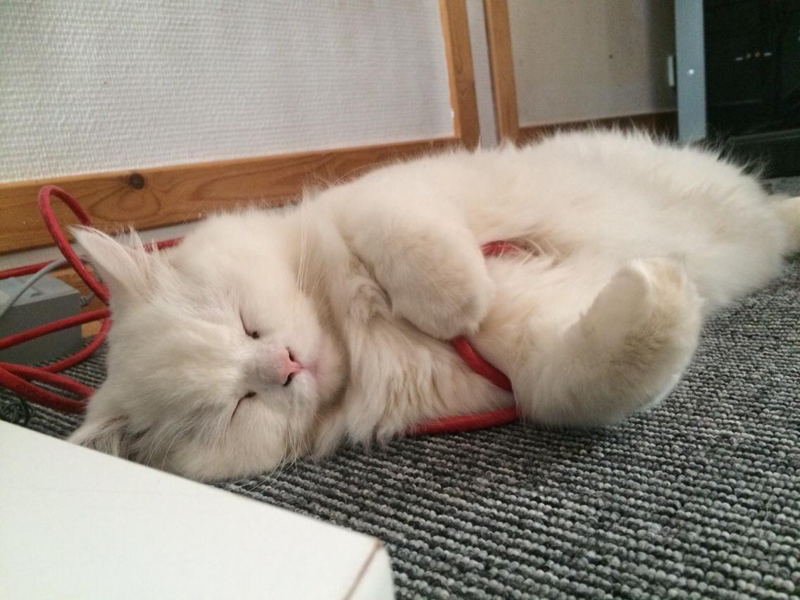 Blanding af racer Aya Dobbo (Kaldet Aya) billede 10