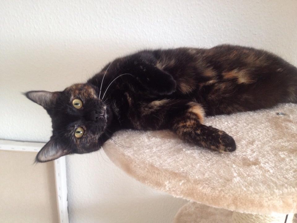 Huskat Saga billede 22