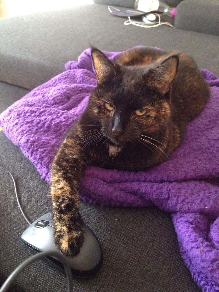 Huskat Saga billede 24