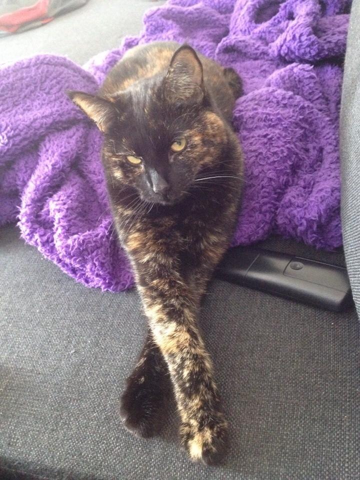 Huskat Saga billede 25