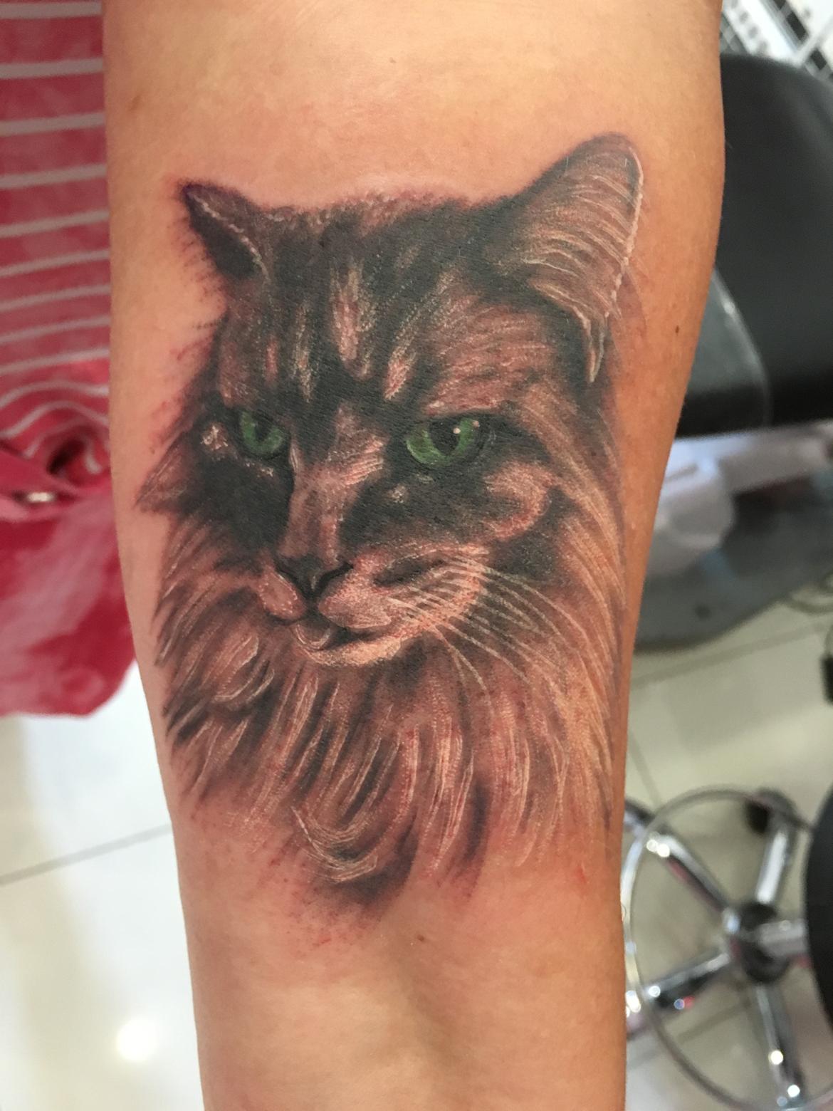 Maine Coon Sleipner/Koda - Så fik jeg foreviget KODA <3  billede 11