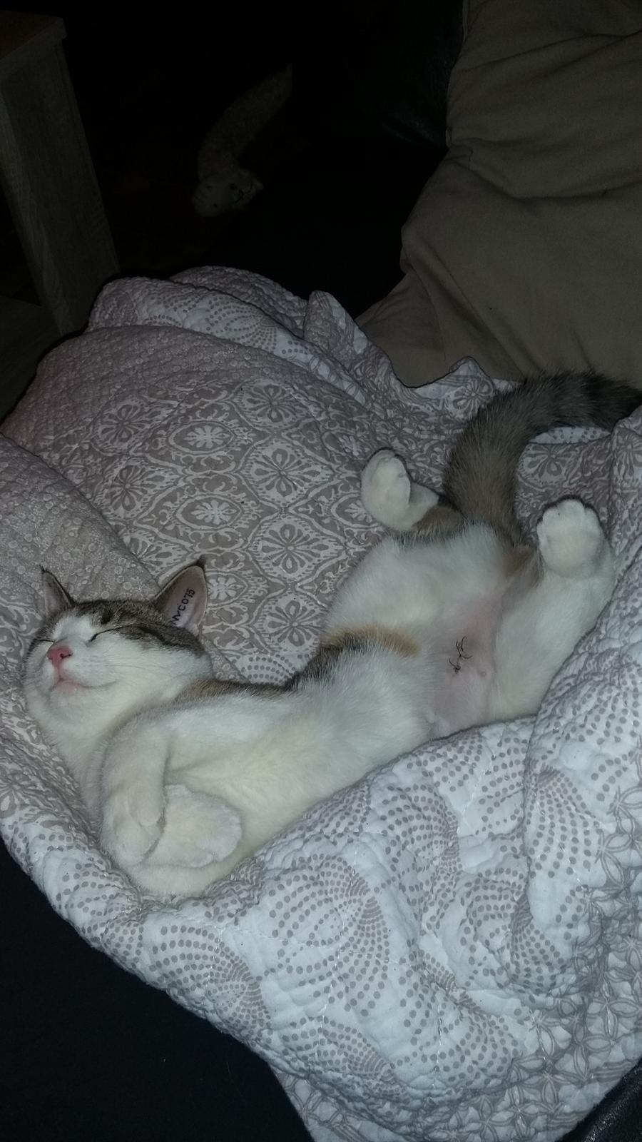 Huskat Lulu (R.I.P) billede 9