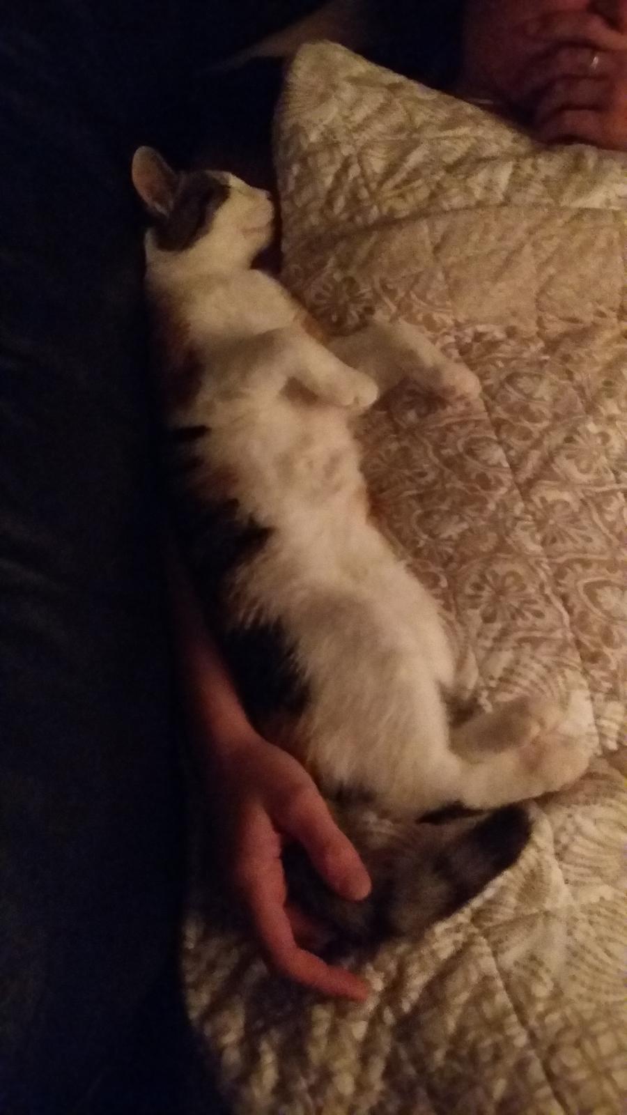 Huskat Lulu (R.I.P) billede 13