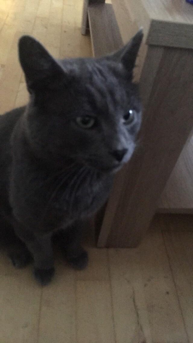 Blanding af racer Thor billede 2