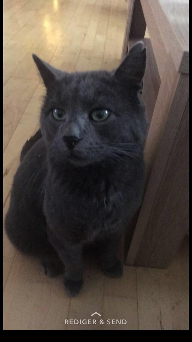 Blanding af racer Thor billede 1