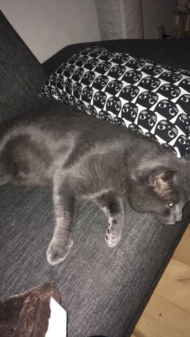 Blanding af racer Thor billede 3