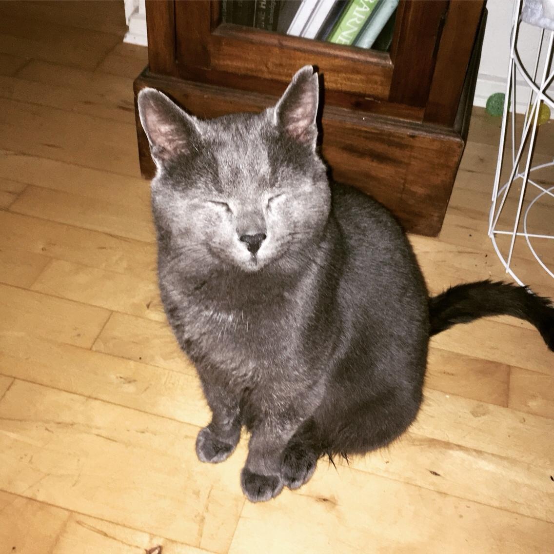 Blanding af racer Thor billede 4