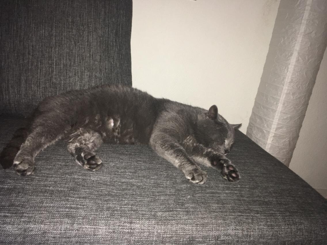 Blanding af racer Thor billede 5