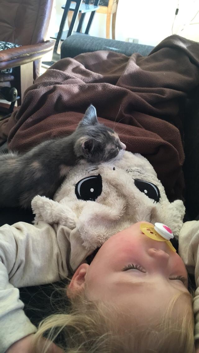 Blanding af racer Charlie billede 1