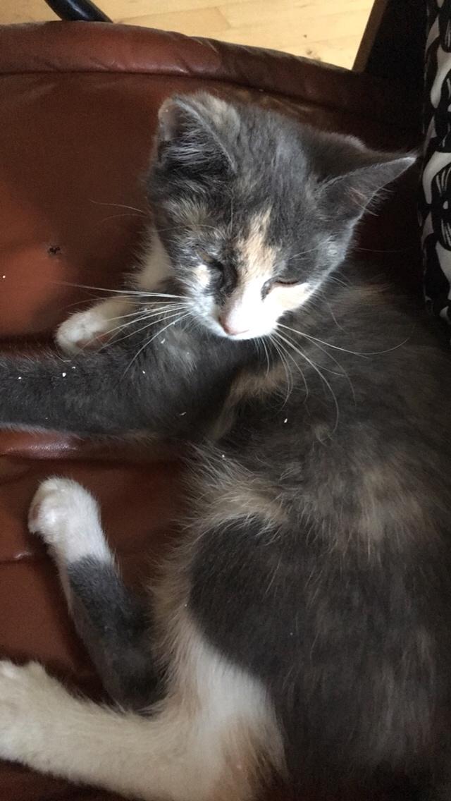 Blanding af racer Charlie billede 3