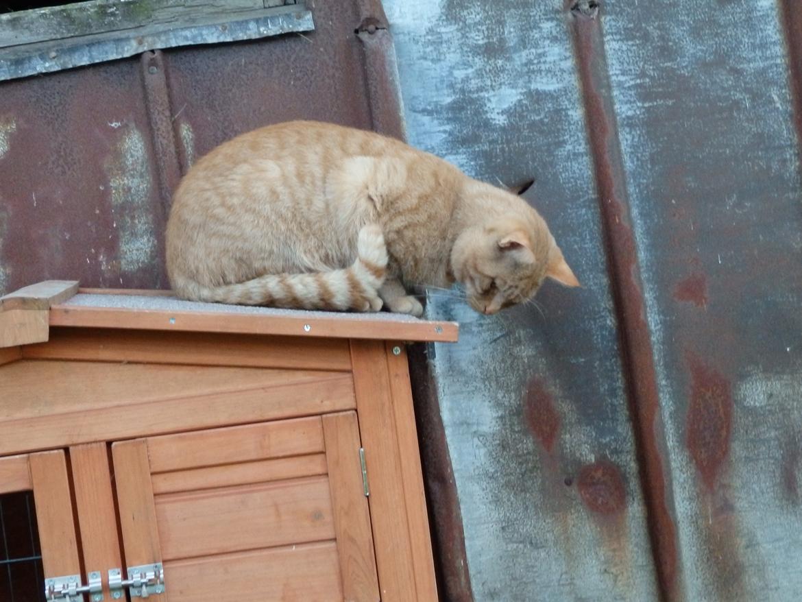 Huskat Garfild billede 17