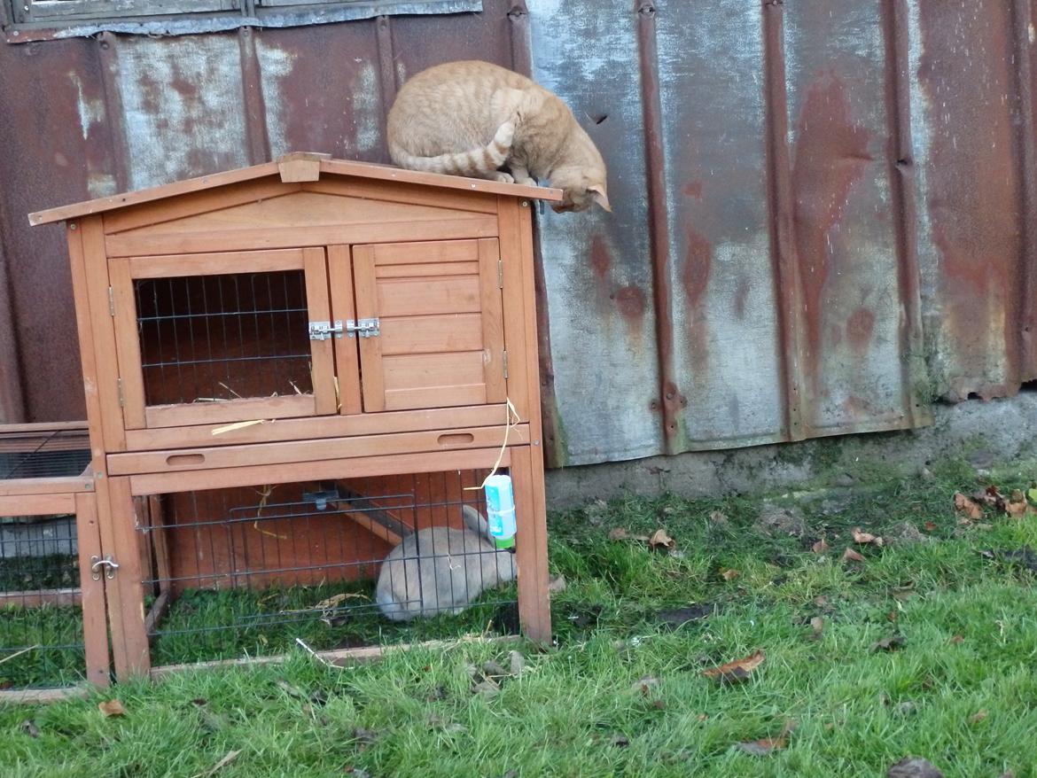 Huskat Garfild billede 18