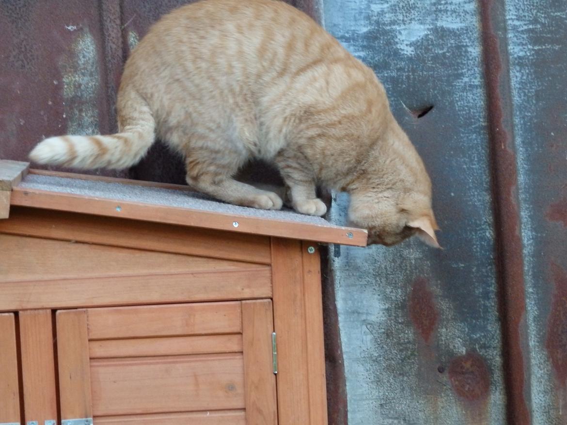 Huskat Garfild billede 19