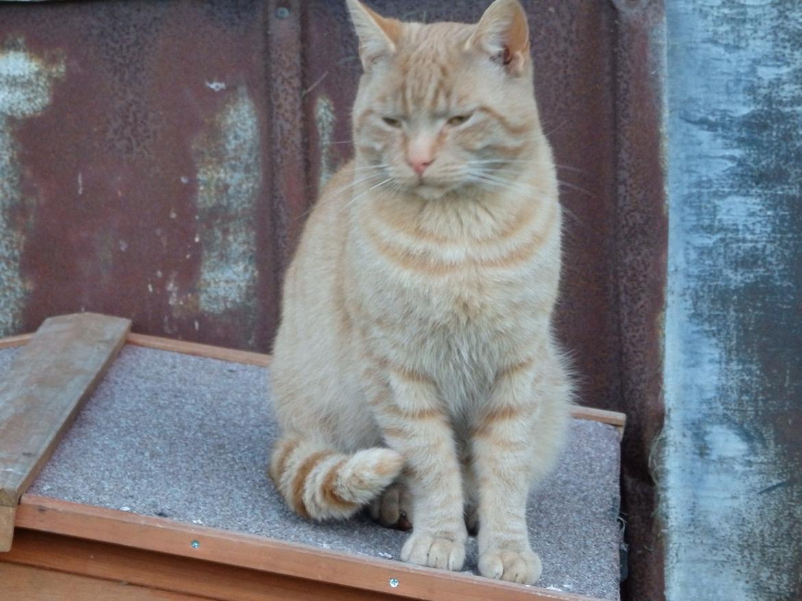 Huskat Garfild billede 20