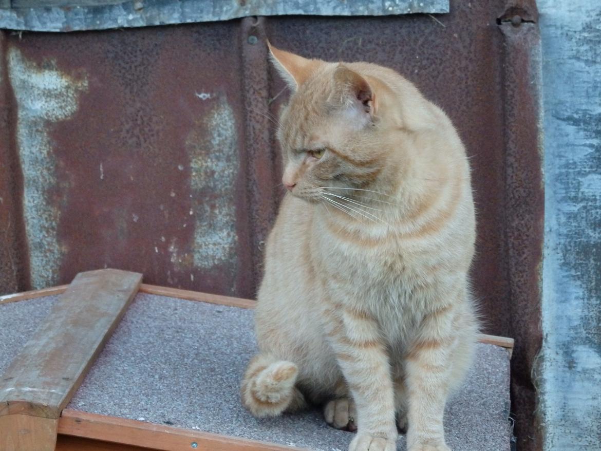 Huskat Garfild billede 21