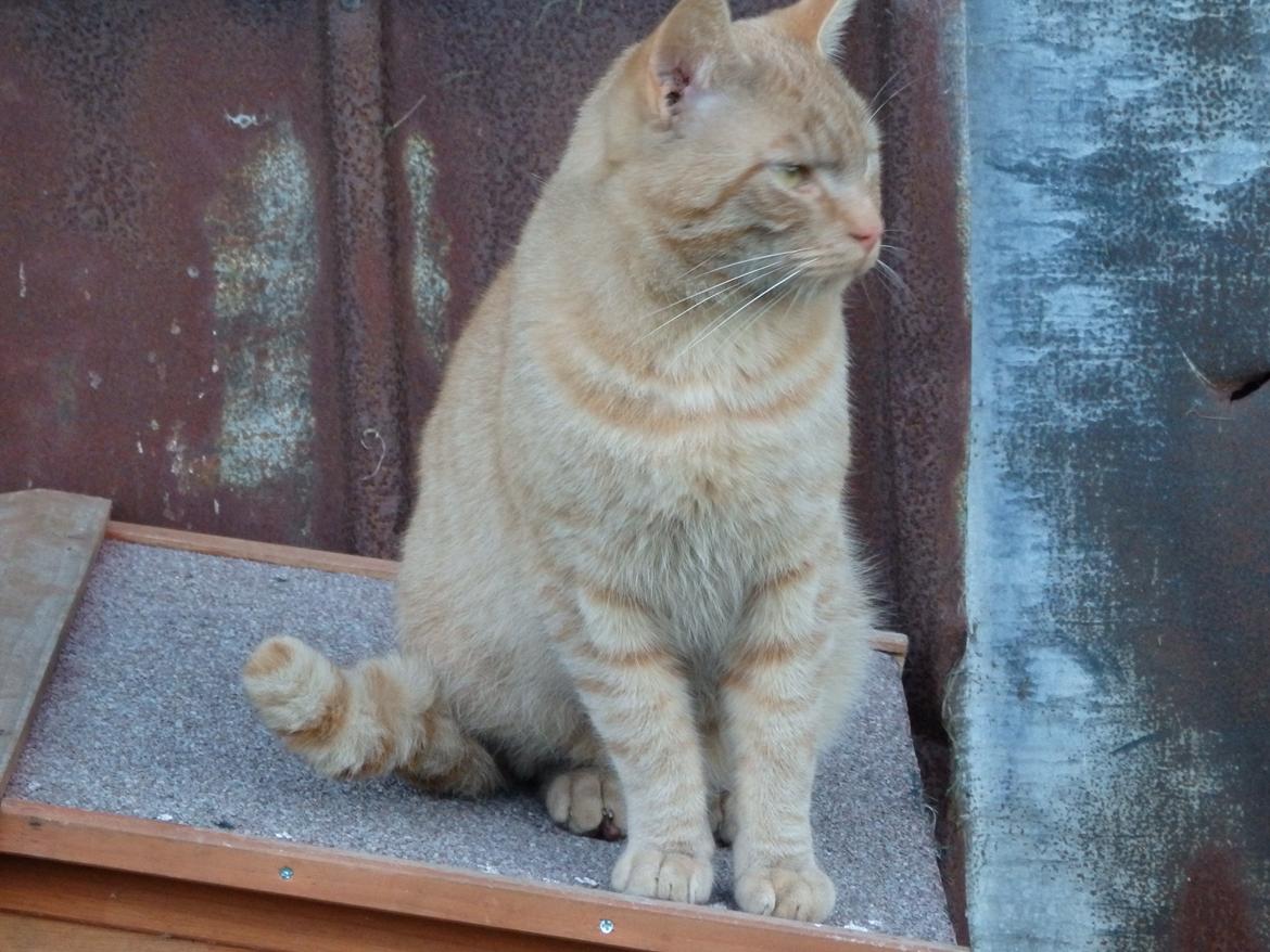 Huskat Garfild billede 22