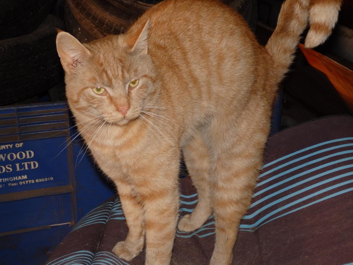 Huskat Garfild billede 23