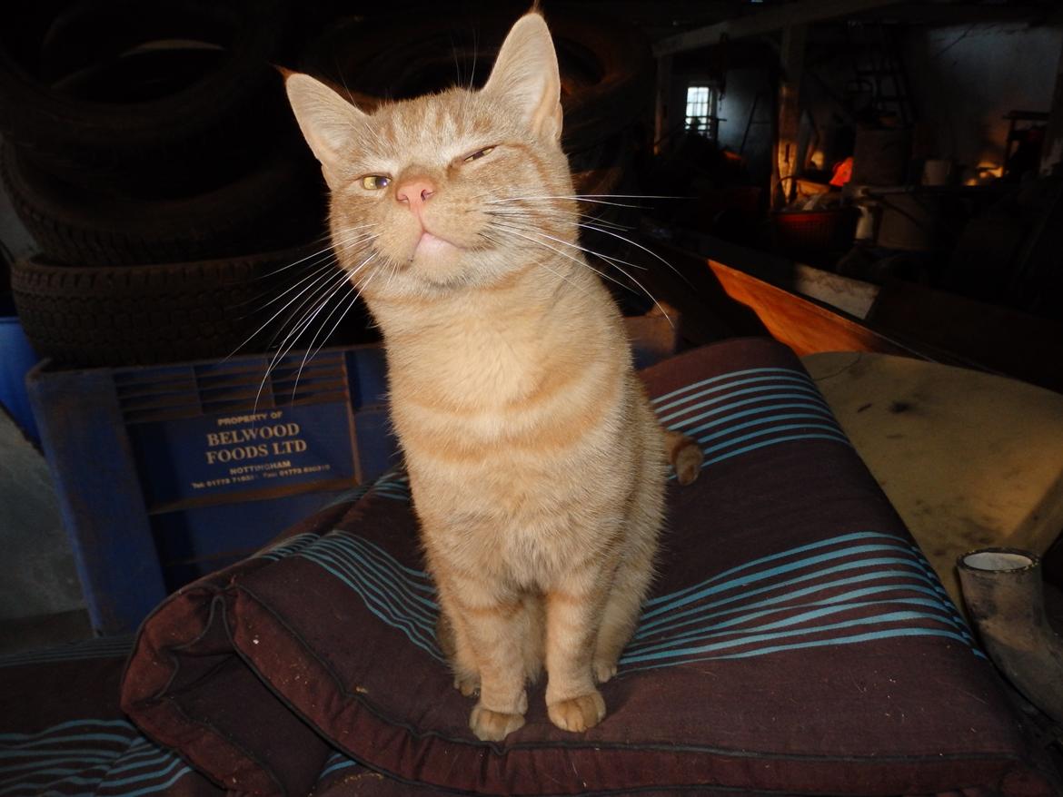 Huskat Garfild billede 24