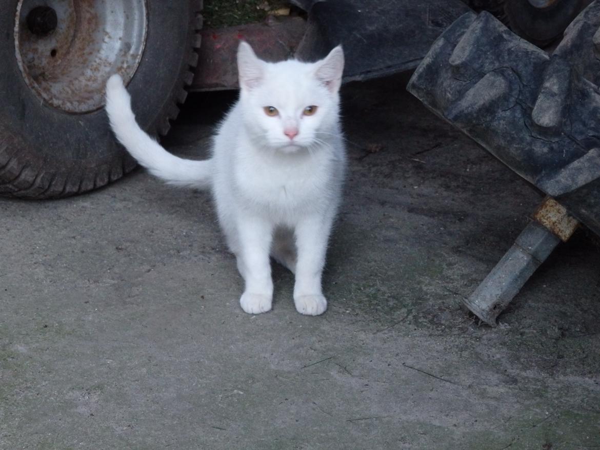 Huskat Snebold billede 2