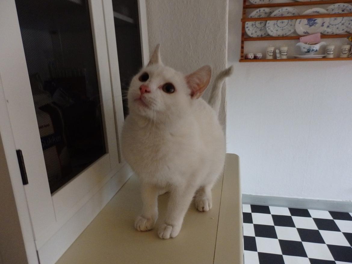 Huskat Snebold billede 3