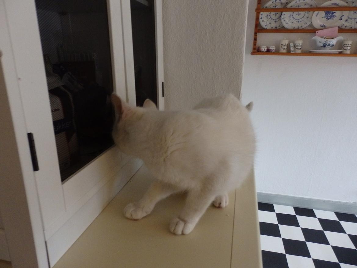 Huskat Snebold billede 4