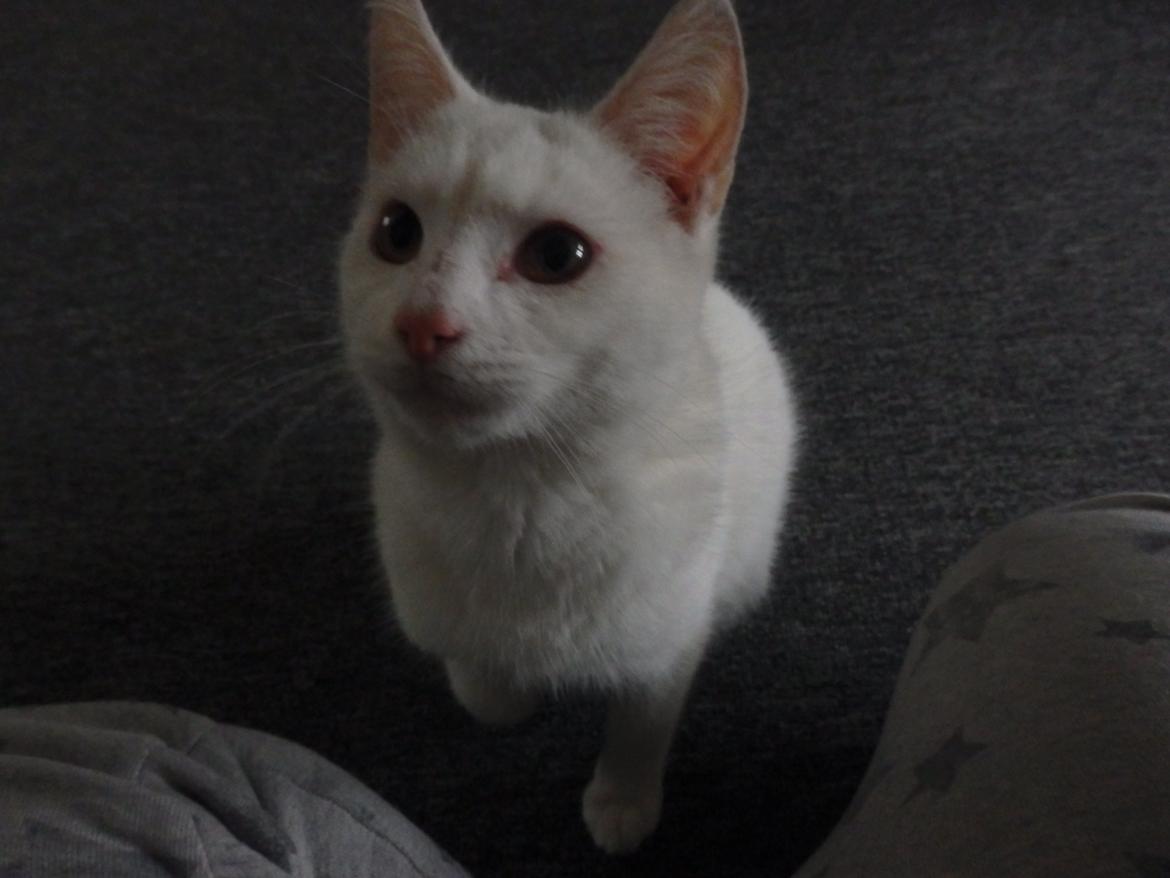 Huskat Snebold billede 5