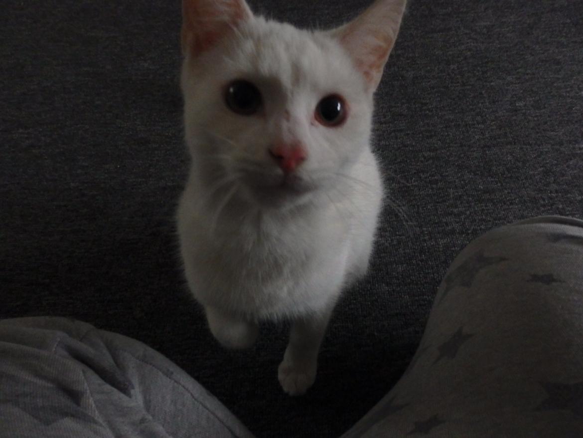 Huskat Snebold billede 6