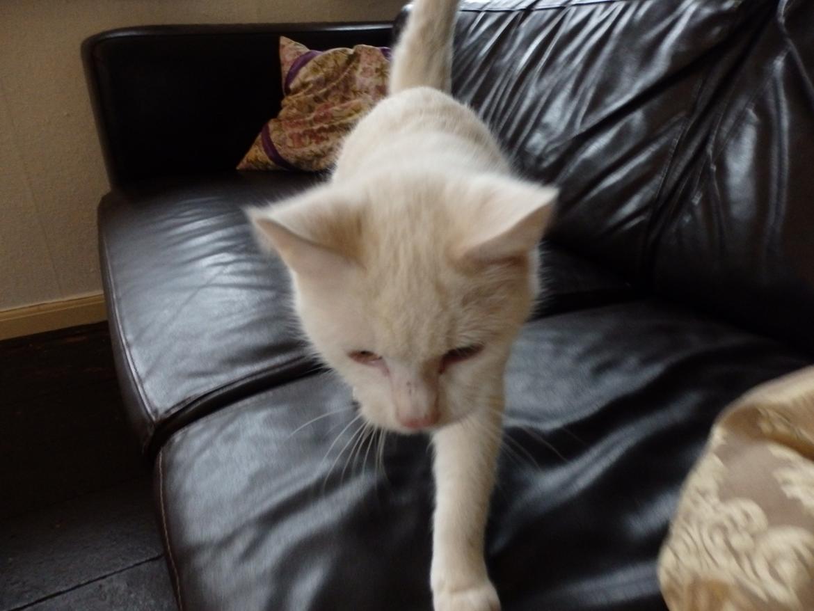 Huskat Snebold billede 8