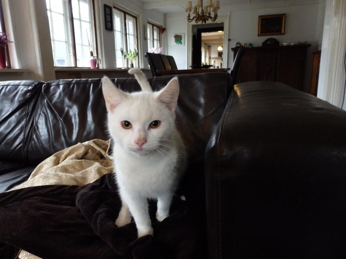 Huskat Snebold billede 7