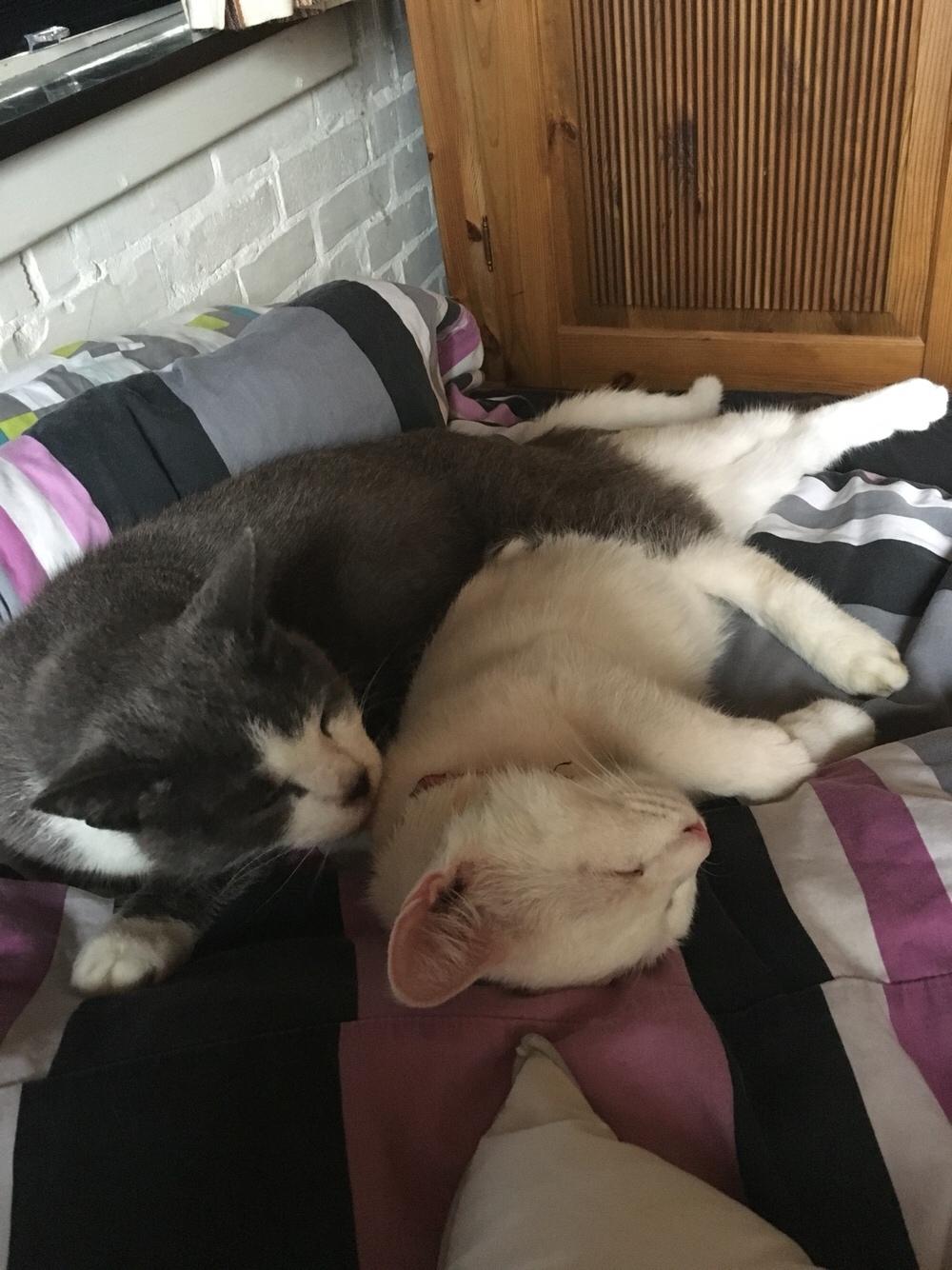 Blanding af racer Melina (hvid kat) billede 19