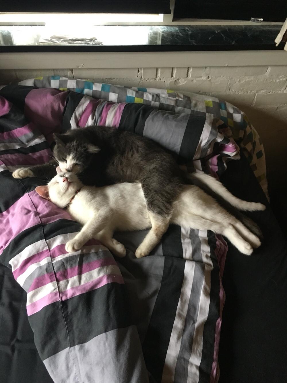 Blanding af racer Melina (hvid kat) billede 20