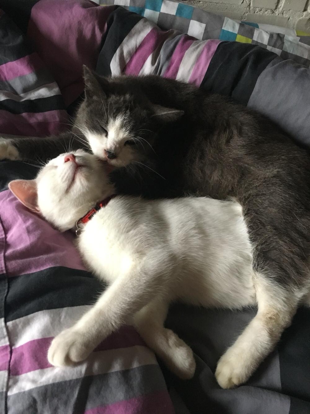 Huskat Poul billede 12